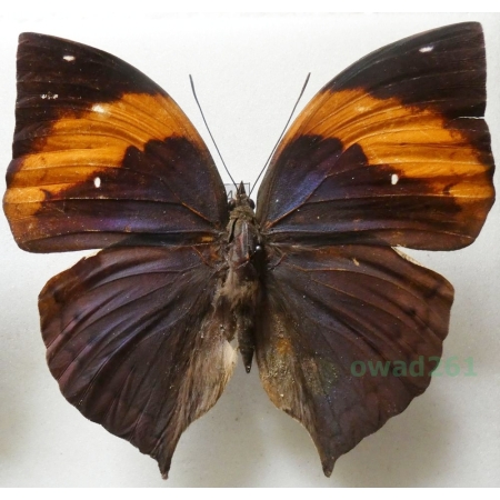 Amathuxidia amythaon (Doubleday, 1847) Indonesia, Sumatra 83mm40